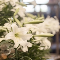 Alleluia! Easter 2019